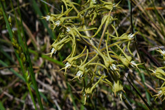 Oxypetalum parviflorum