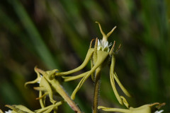 Oxypetalum parviflorum