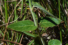 Oxypetalum parviflorum
