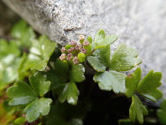 Azorella pallida