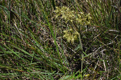 Oxypetalum parviflorum