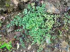 Adiantum tricholepis