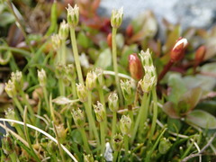 Colobanthus apetalus