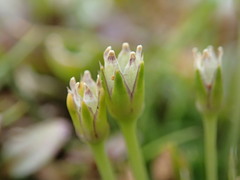 Colobanthus apetalus