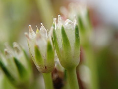 Colobanthus apetalus