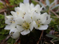 Gentianella divisa