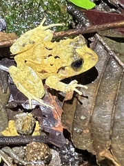 Craugastor megacephalus