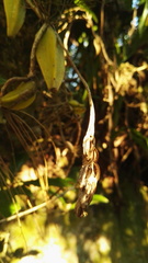 Bulbophyllum sandersonii