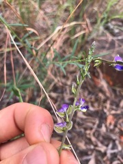 Polygala uncinata