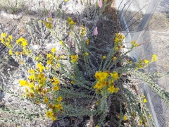 Chrysopsis floridana