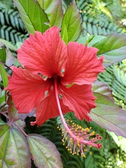 Hibiscus × archeri
