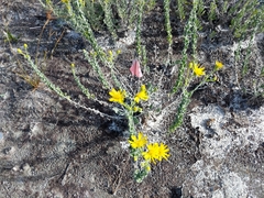 Chrysopsis floridana