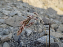Poa novae-zelandiae