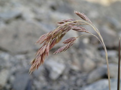 Poa novae-zelandiae