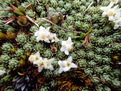 Kelleria croizatii