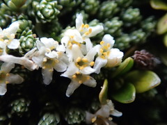 Kelleria croizatii
