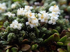 Kelleria croizatii