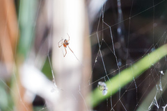 Argyrodes argyrodes