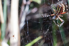 Argyrodes argyrodes
