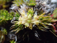 Anisotome imbricata prostrata