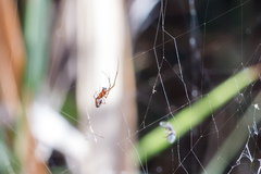 Argyrodes argyrodes