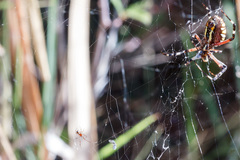 Argyrodes argyrodes