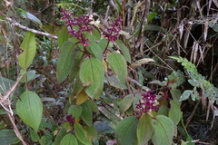 Miconia