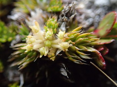 Anisotome imbricata prostrata
