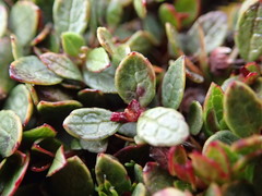 Gaultheria nubicola