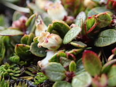 Gaultheria nubicola