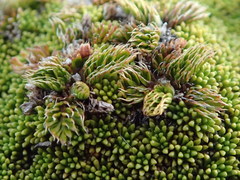 Anisotome imbricata prostrata