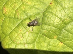 Muscidae