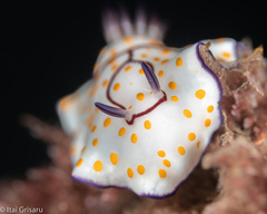 Goniobranchus annulatus