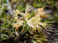 Anisotome imbricata prostrata
