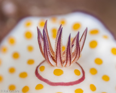 Goniobranchus annulatus