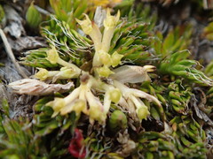 Anisotome imbricata prostrata