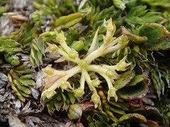 Anisotome imbricata prostrata