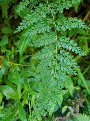 Odontosoria aculeata