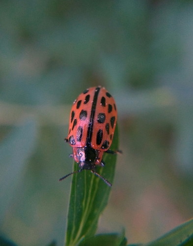 Spotted Willow Leaf Beetle photo 4