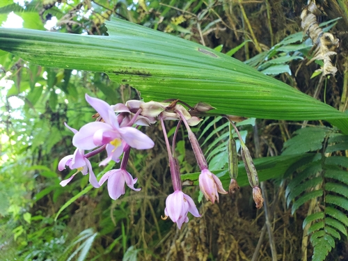 Philippine Ground Orchid