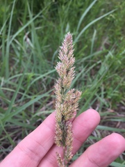 Poa arachnifera
