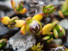 Coprosma niphophila