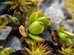 Coprosma niphophila