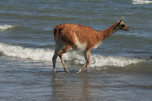 Guanaco, photo 2 of 7