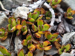 Coprosma niphophila