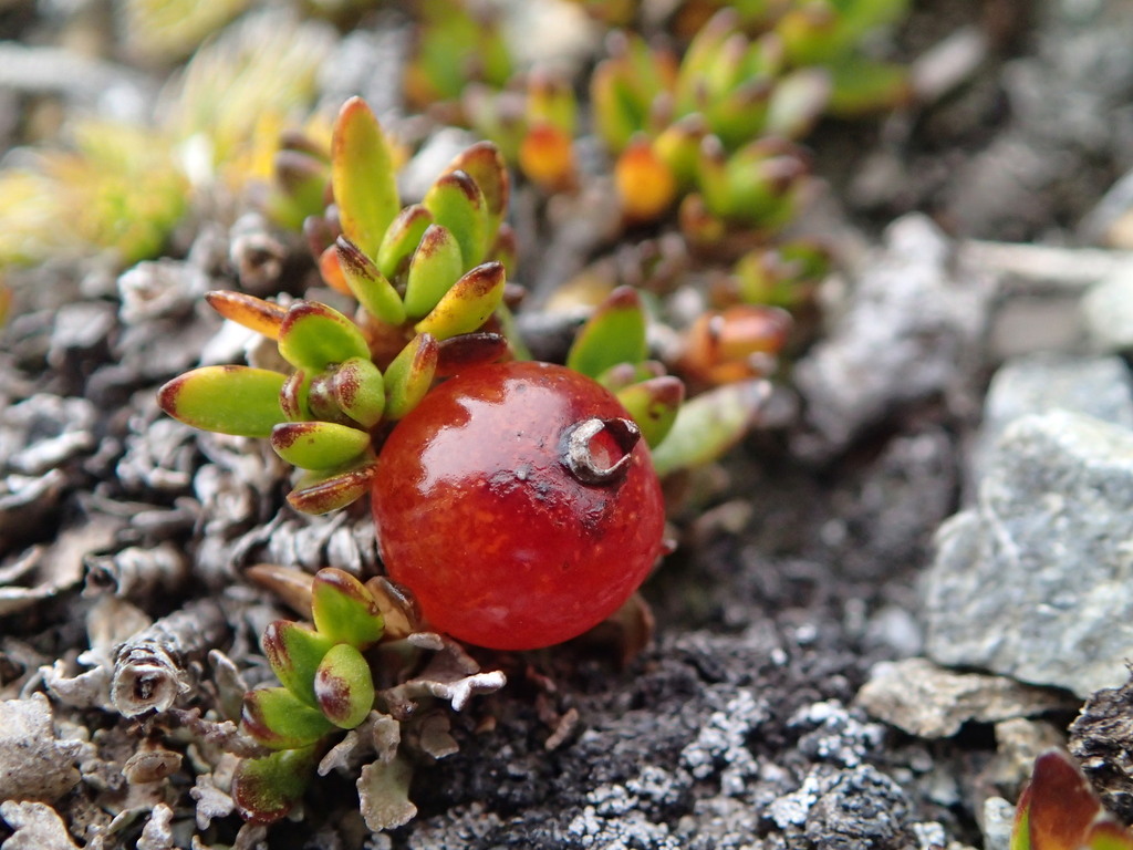 Creeping Coprosma