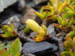 Coprosma niphophila