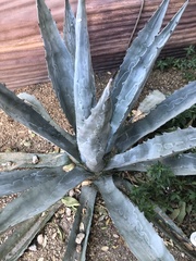 Agave