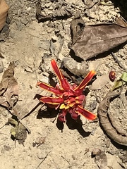 Etlingera megalocheilos