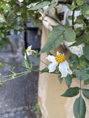 Bidens alba